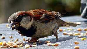 Co obvykle jedí vrabci